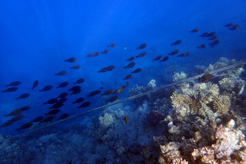 marine life in the Red Sea Egypt, hurghada
