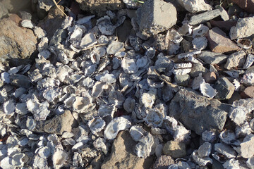 empty damaged sea shells