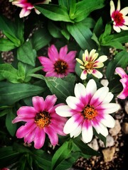 pink flowers in the garden