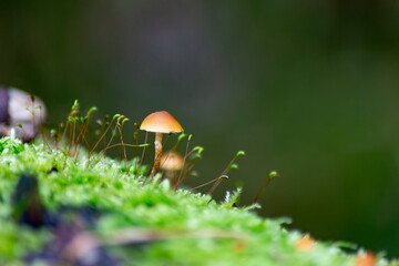 Close-up of small mushrooms growing in green moss. Nature scene with delicate fungi in a forest setting.