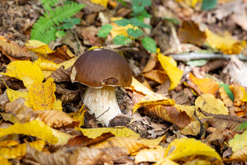 Big white mushroom - (porcini or boletus) in autumn forest.