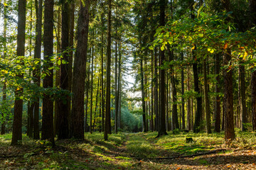 Obraz premium Path through autumn forest. Bright sunny day.
