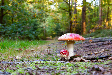 Fly agaric mushroom - in autumn forest.