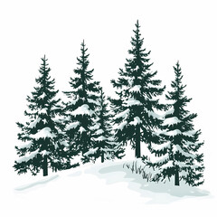 Obraz premium Winter forest silhouettes of fir trees and spruces with wood tree background.