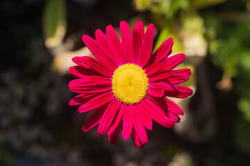 Close-up of a raspberry flower with a yellow center on a blurred background. Pyrethrum or Tanacetum coccineum. View from above © Вера Тихонова
