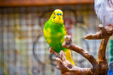 Obraz premium Beautiful yellow and green lovebird.