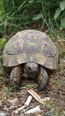 turtle on the grass