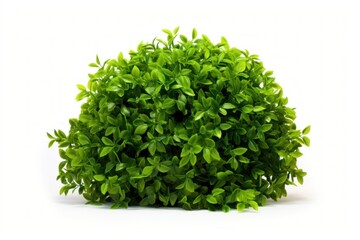 Naklejka premium Green light bush plant hedge herbs.