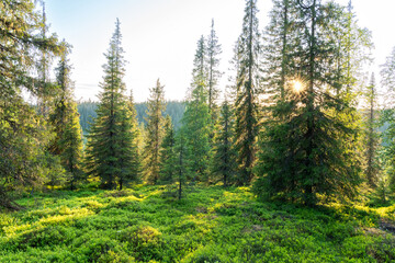 A beautiful golden hour in a summery primeval forest growing on a slope of Riisitunturi National Park, Northern FInland