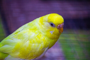 Beautiful yellow lovebird.