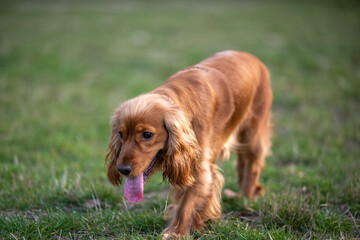 Cute red English Cocker Spaniel on a walk