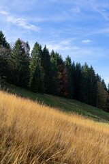 landscape with tress and grass in autumn colours in the Austrian mountains