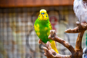 Obraz premium Yellow and green color lovebird.