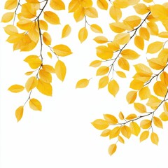 Obraz premium Bright yellow leaves against a white background, creating a fresh, autumnal aesthetic.