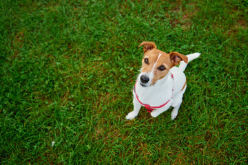 Jack Russell Terrier wearing red harness sits on green grass and looking up with curious expression. Dog walking outdoors