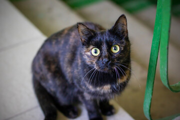 A sleek black cat with striking yellow eyes gazes curiously up at the camera