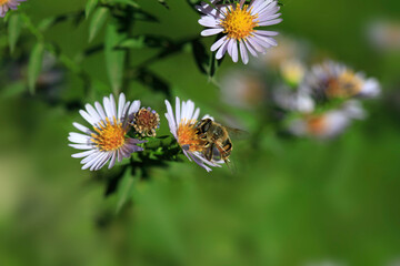 Obraz premium Bee sitting on white flower