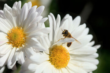 Obraz premium Bee sitting on white flower