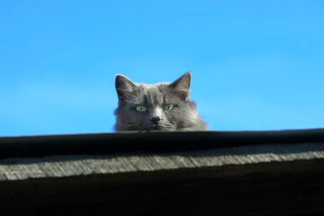 Portrait of cute grey fluffy cat
