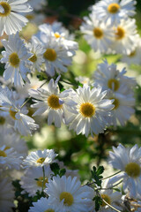 Fototapeta premium Colorful autumn flowers on nature background