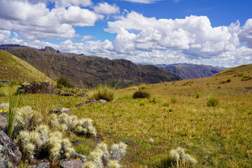 Austrocylindropuntia Floccosa or Waraqu Catus in the Andes Mountains, Sacred Valley, Peru