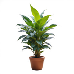 Fototapeta premium Lush green peace lily plant standing tall in terracotta pot