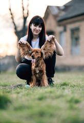 Open ears of an English Cocker Spaniel. Young woman holding dog ears