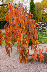 Bright orange and yellow autumn leaves on a tree illuminated by soft sunlight create a warm and cozy atmosphere in the autumn forest