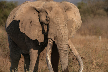Craig, the most photographed and probably the oldest tusker on earth
