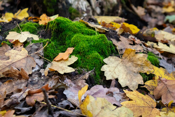 Moss-Covered Tree Stump with Yellow Maple Leaves in an Autumn Forest