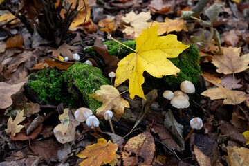 Charming Cluster of Mushrooms on Moss with Autumn Leaf in Forest Setting