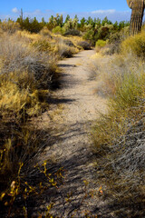 Arizona Desert Arroyo
