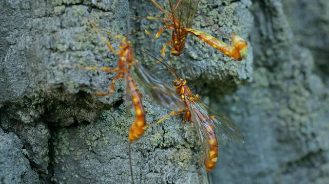 Giant ichneumonid wasp Megarhyssa vagatoria laying eggs in oak tree