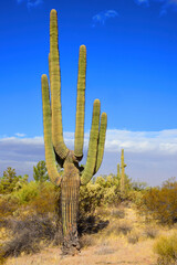 Old Saguaro Cactus Sonora desert Arizona