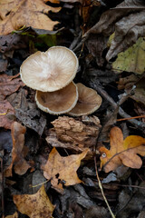 Mushrooms and autumn leaves in the forest in natural light