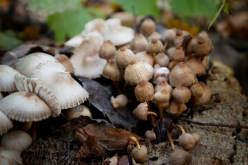 Mushrooms and autumn leaves in the forest in natural light