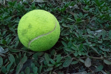 tennis ball in the grass