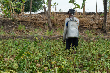 farmer spraying in green bean field