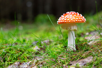 Fly agaric or Fly amanita (Amanita muscaria) is a basidiomycete of the genus Amanita.