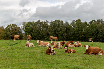 Cows grazing in the pasture