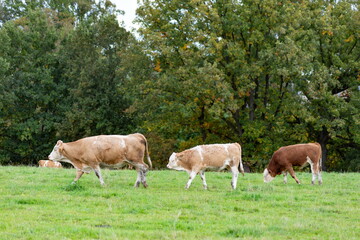 Cows grazing in the pasture