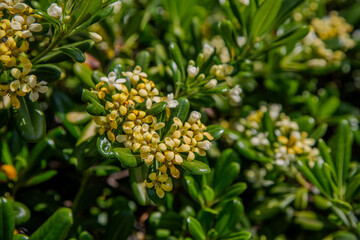 close up of a yellow flower