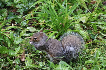 Grey squirrels in Ireland
