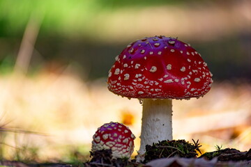 Close-up of fly agaric mushrooms (Amanita muscaria) growing in a sunlit forest.