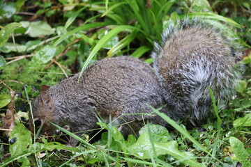 Grey squirrels in Ireland