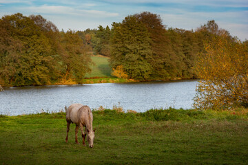 Horse grazing in meadow on autumn evening