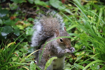 Grey squirrels in Ireland
