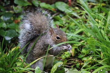 Grey squirrels in Ireland