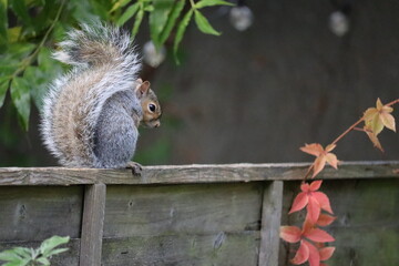 Grey squirrels in Ireland