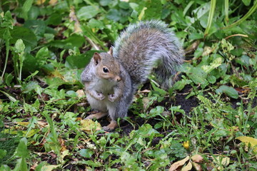Grey squirrels in Ireland